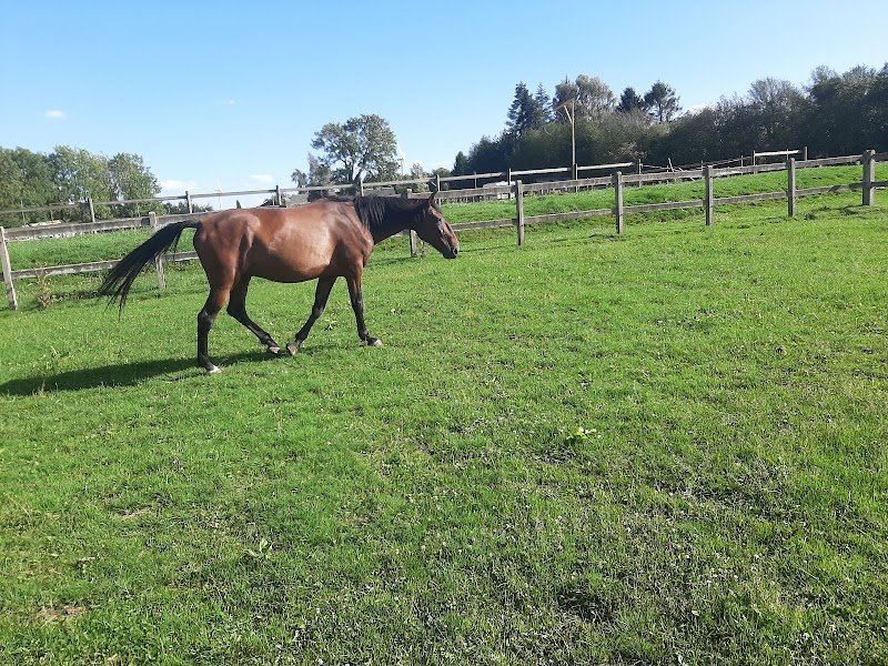 Les Ecuries Du Mesnil David - photo 2