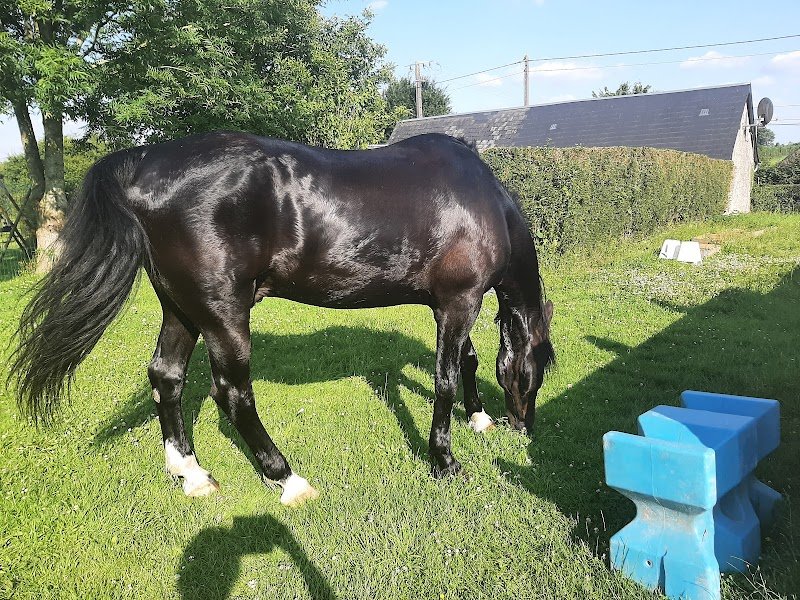 Les Ecuries Du Mesnil David - photo 3