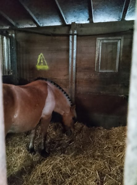 Poney Club - photo 3