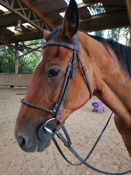 CENTRE EQUESTRE DE LA HULOTTE - photo 2