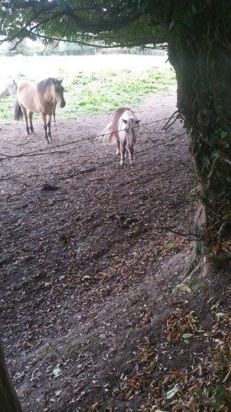 CENTRE EQUESTRE DE LA HULOTTE - photo 3