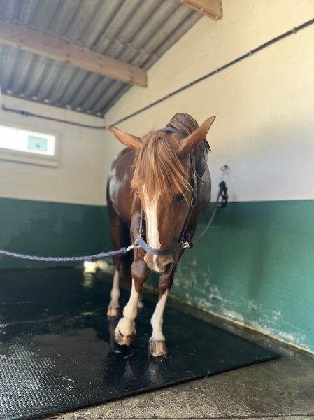 Les écuries de la Perle Noire - photo 3