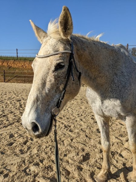 La Cavalerie d'Alaska - EI