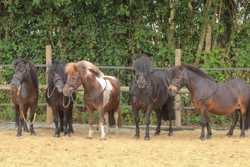 Ecurie Des Bulles - photo 3