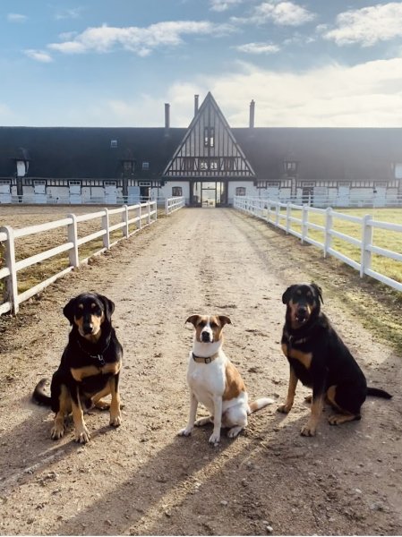 Haras de la Faisanderie - photo 1