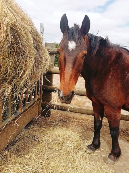 Les Ecuries de l'Odon - photo 1