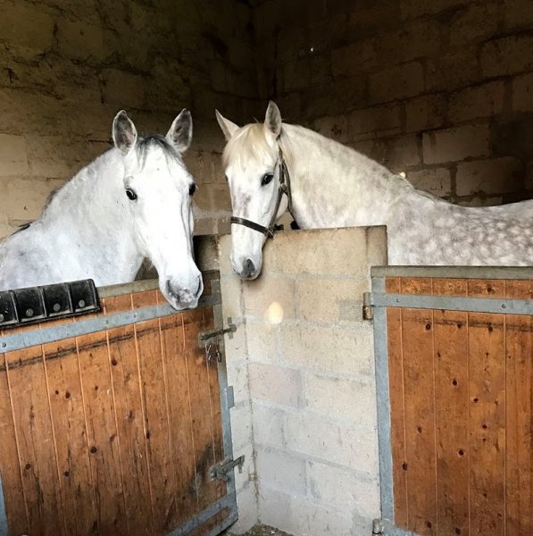 Equitation Française & Patrimoine Equestre - photo 1
