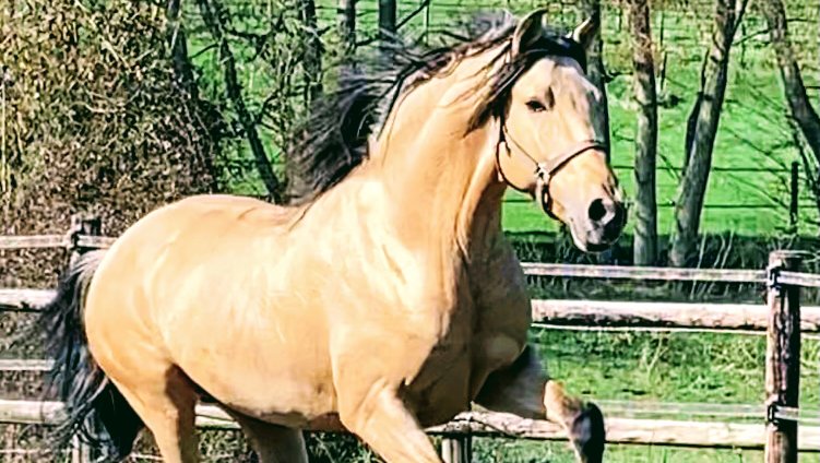 DOMAINE ÉQUESTRE DE L'ORMERIE