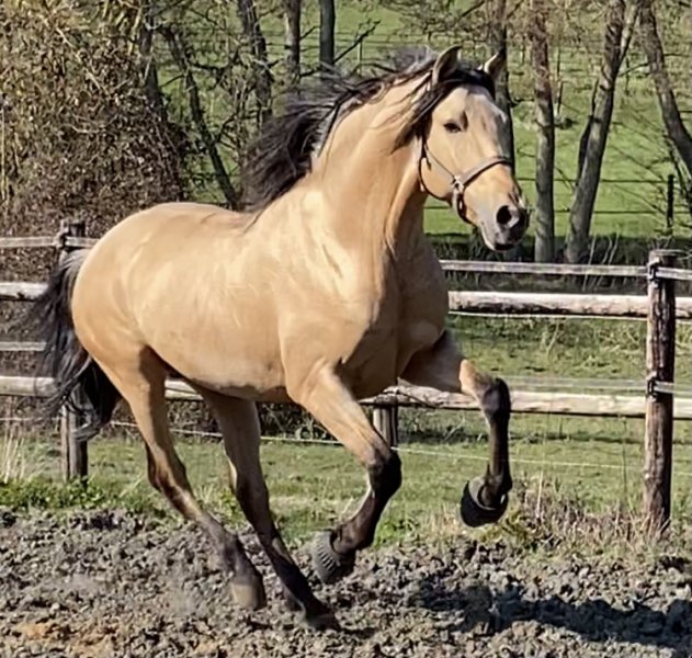 DOMAINE ÉQUESTRE DE L'ORMERIE - photo 3