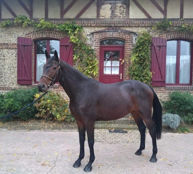 Haras de la rapée - photo 2