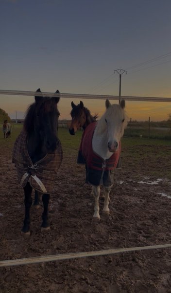 Poney Club Ma Bohème - photo 3