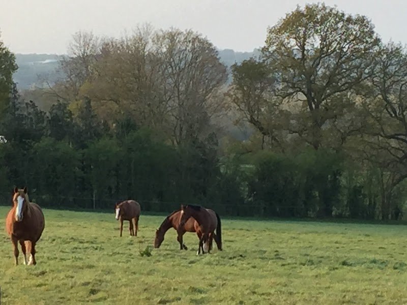 HARAS DES BRUYERES - photo 1