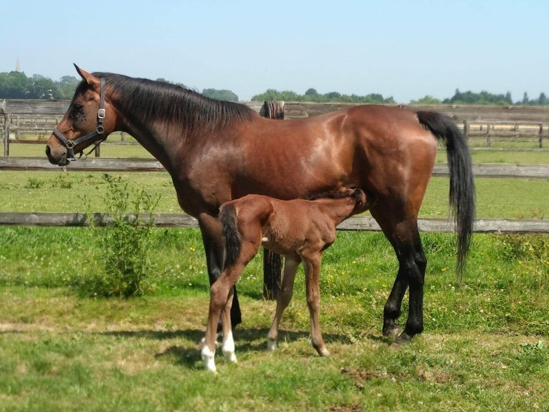HARAS DES BRUYERES - photo 2