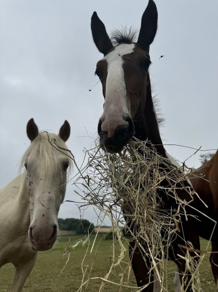 Les Écuries de l’Andelle
