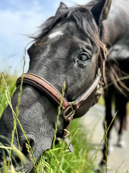 Les Écuries de l’Andelle - photo 3