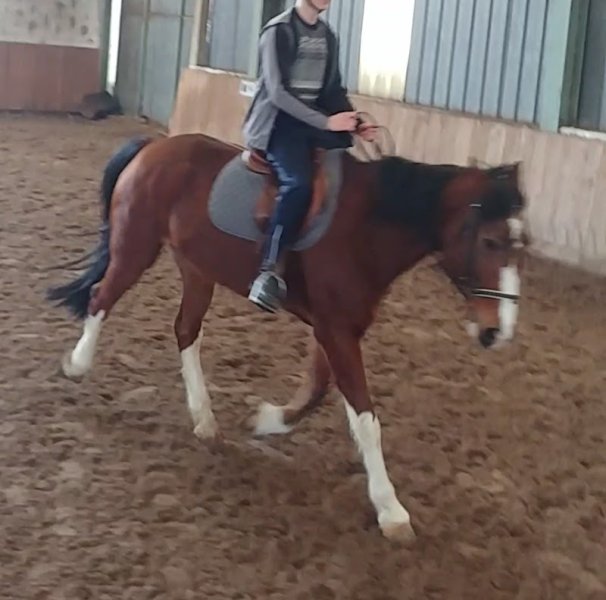 ECURIE DU DOMAINE - photo 2