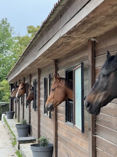 Haras des Sources - Centre équestre, poney club & Ecurie de propriétaires - 77
