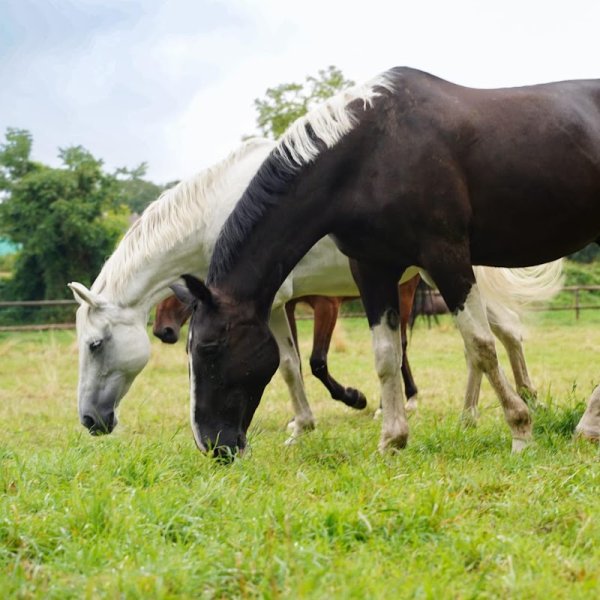 Haras des Sources - Centre équestre, poney club & Ecurie de propriétaires - 77 - photo 3