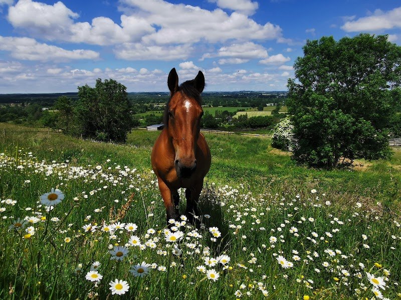 Haras des Greux - photo 2