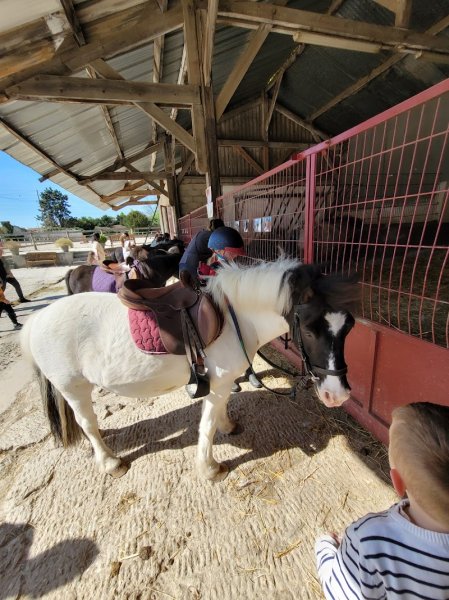 ECURIES DU PONEY D OR - photo 1