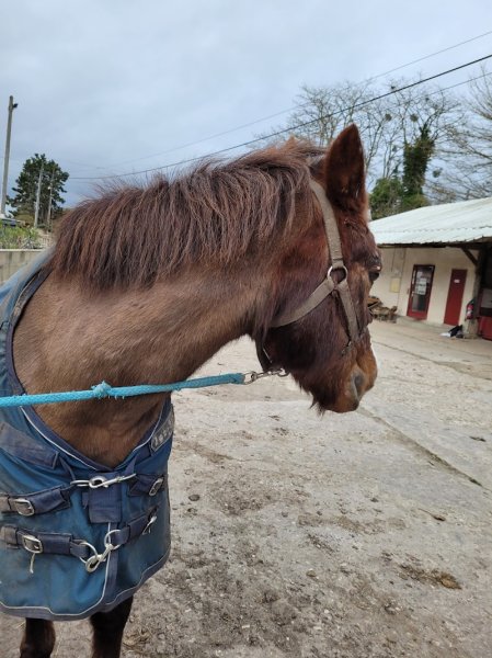 ECURIES DU PONEY D OR - photo 2