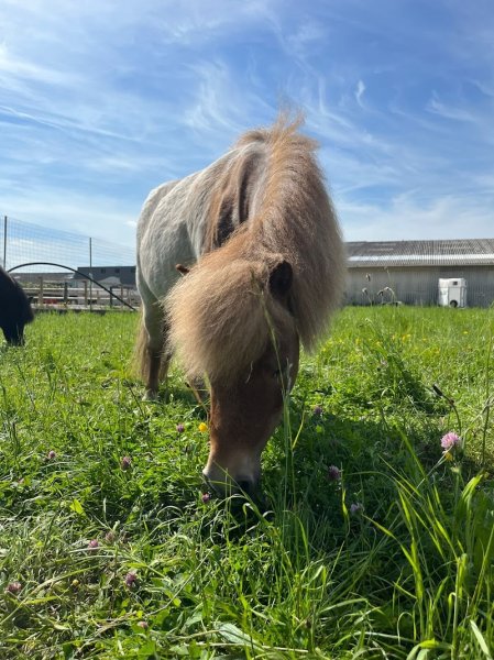 Cercle Hippique du Pin - photo 2