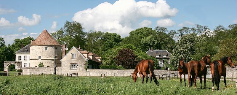 Ecurie Nicolas Tison - Elevage des Etangs
