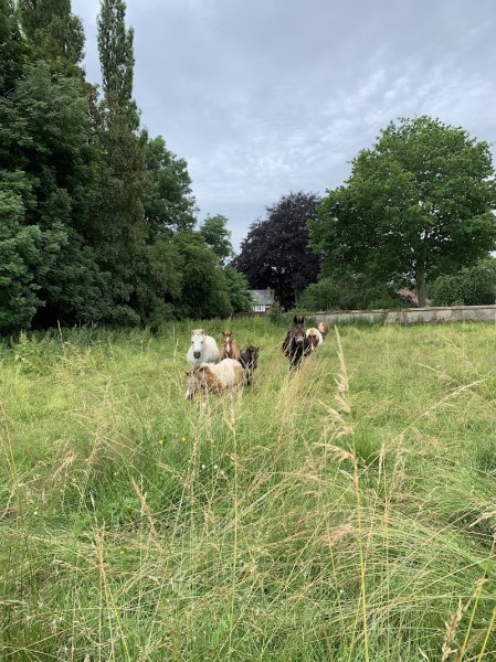 PONEY CLUB PONY REVE - photo 1