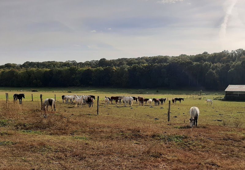 PONEY CLUB PONY REVE - photo 3