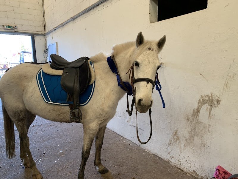 Centre Équestre de Brétigny-sur-Orge Ame Horse - photo 1