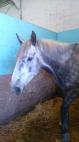 Écuries du Valorge - photo 1