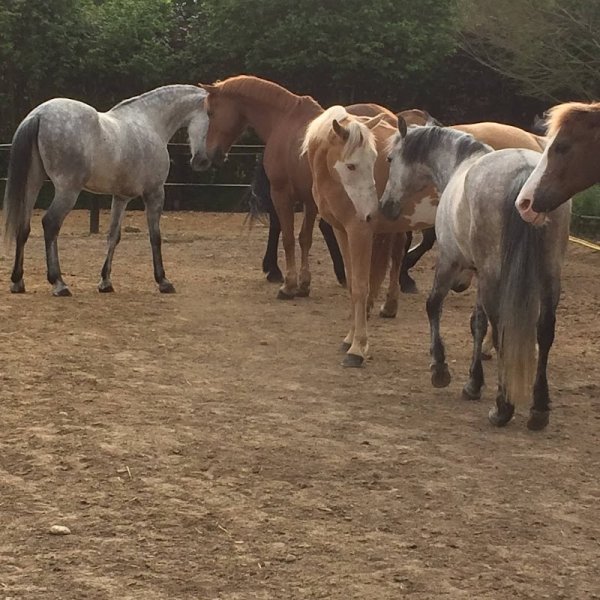 Club Hippique des Joncs Marins - photo 1