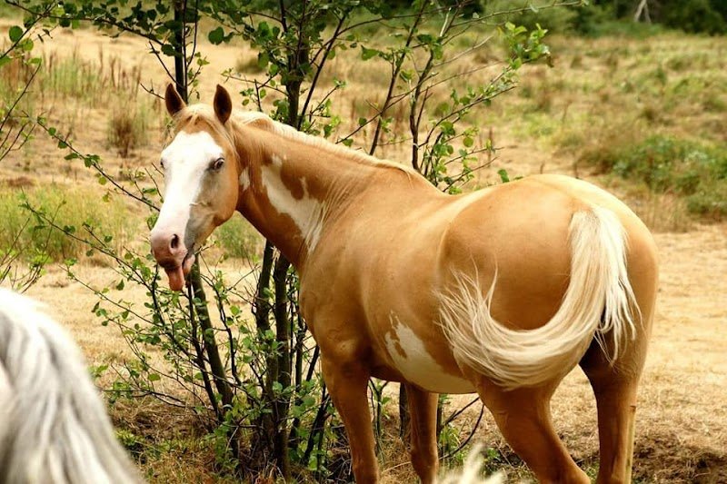 Club Hippique des Joncs Marins - photo 3
