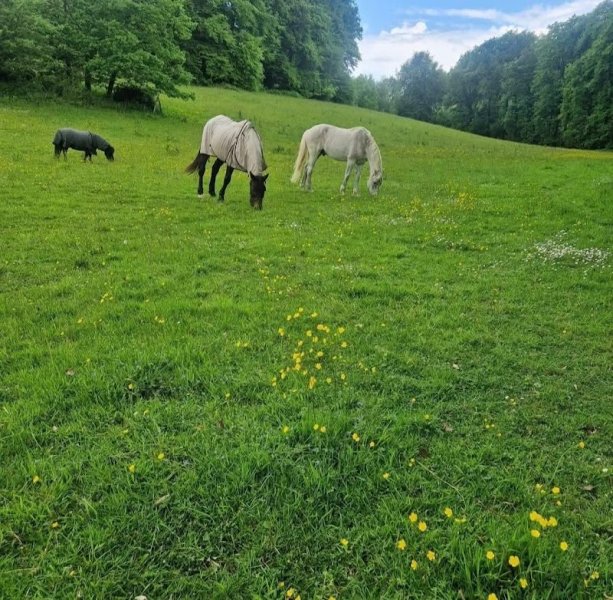 LES ECURIES DE ZENITRAM - photo 3