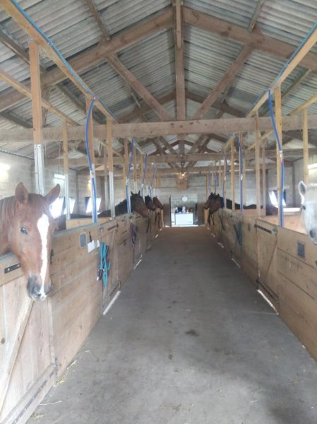 Pension équine les Auris - photo 2