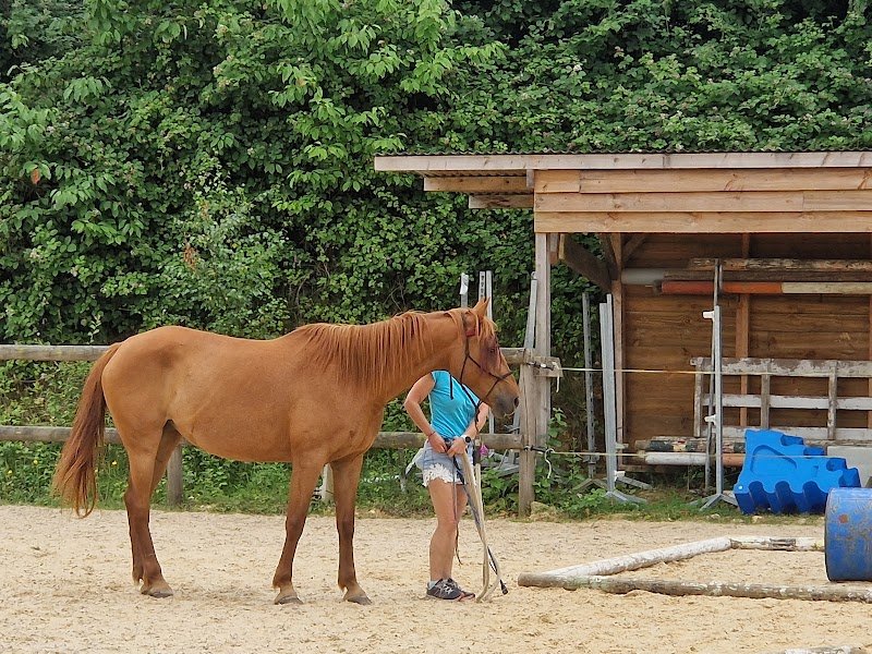 Centre équestre et poney- club Equilibreasy - photo 2