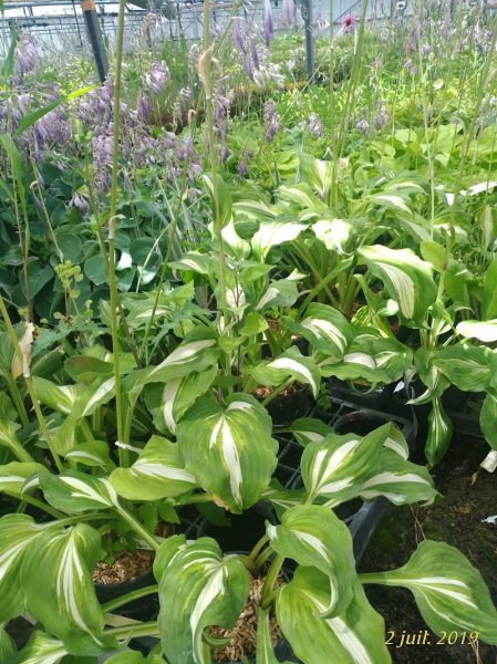 Haras de Roseval - photo 2