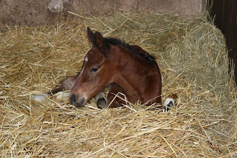 HARAS DE SENOTS - photo 1