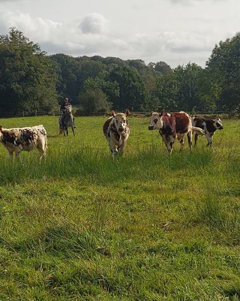 Écurie BOUCHARD G&E - photo 3