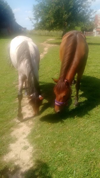 CENTRE EQUESTRE DE LA HOUSSAYE - photo 1
