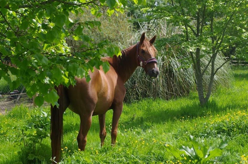 Ecurie du Vieux Cyprés