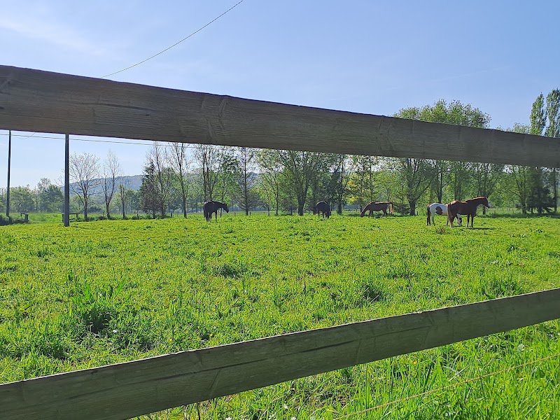 Ecurie du Vieux Cyprés - photo 3
