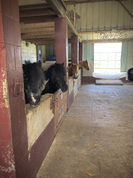 ECURIES de FRETHUN - Philippe LENS - photo 3