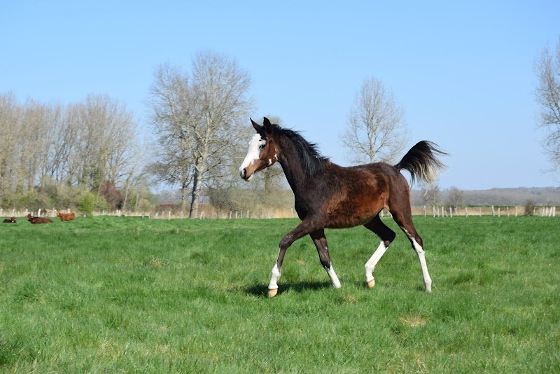 Les Ecuries Du Baillarquet - photo 1