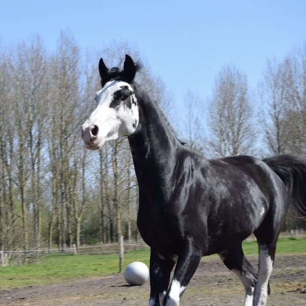 Les Ecuries Du Baillarquet - photo 2