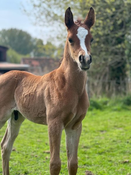 Les Ecuries Du Baillarquet - photo 3