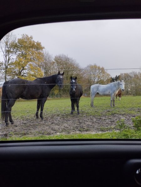 Écurie de la Haye - ex : Écuries des Parpaillots - photo 2