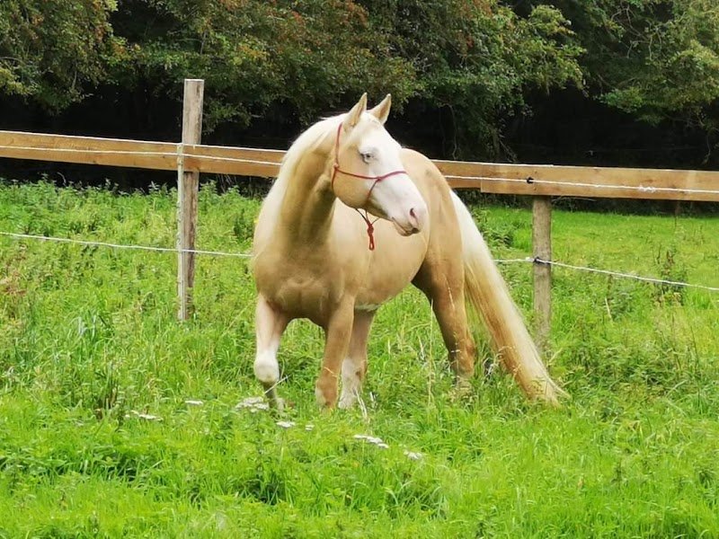 Ecurie Sereno - photo 1