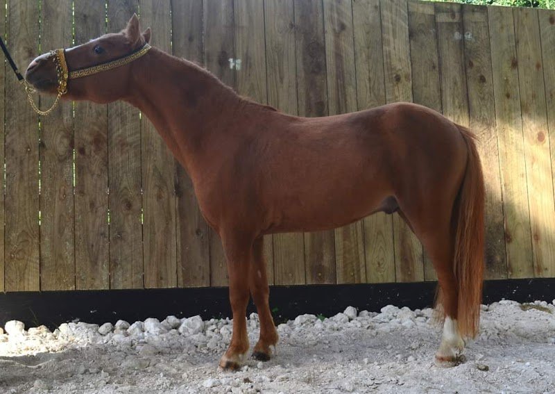 Ecurie Sereno - photo 2