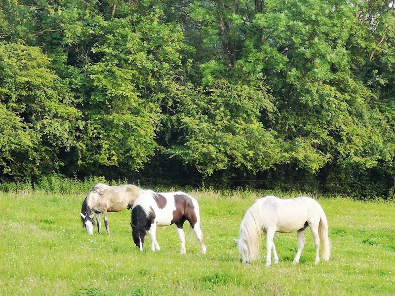 Ecurie Sereno - photo 3